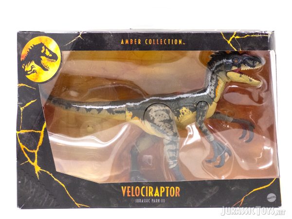 Velociraptor (male)