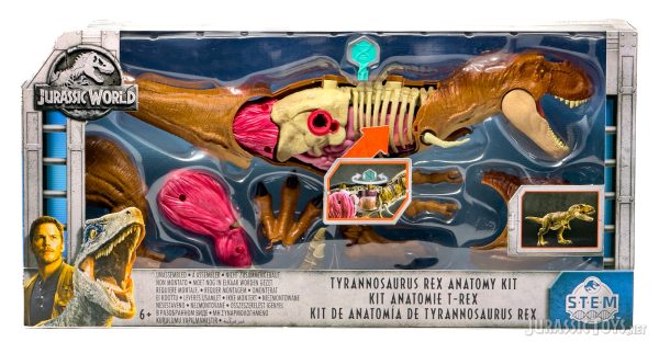 STEM Tyrannosaurus rex Anatomy Kit